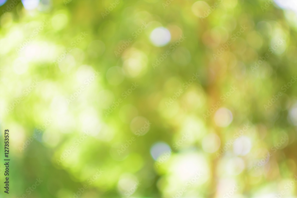 bokeh background of tree leaves bokeh background of tree leaves