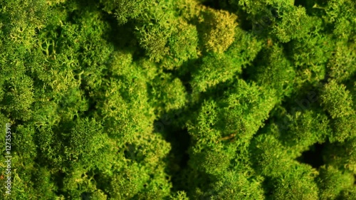 Reindeer moss wall, green wall decoration made of reindeer lichen Cladonia rangiferina