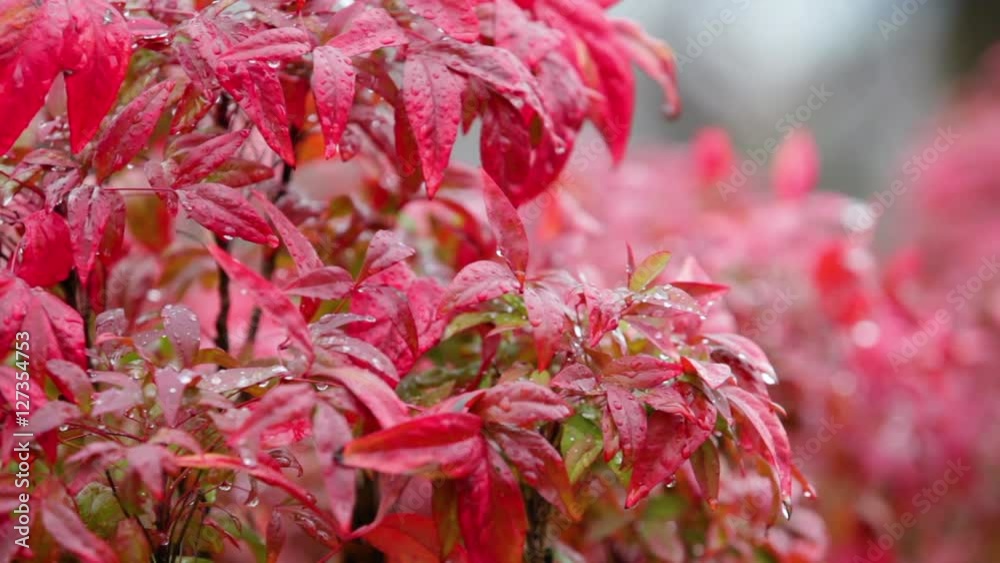 雨に濡れたオタフクナンテン 雨に濡れたオタフクナンテン