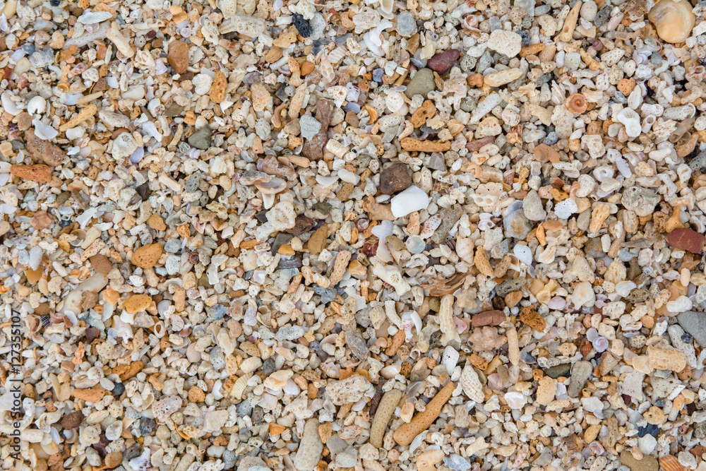 Shells and coral on beach for background Shells and coral on beach for background