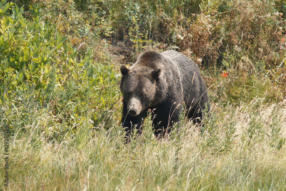 Bear walking in grass Bear walking in grass