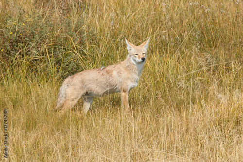 Fototapeta Naklejka Na Ścianę i Meble -  Coyote hunting