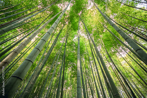 Beautiful bamboo forest at Arashiyama touristy district   Kyoto  Japan