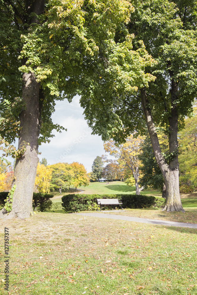 Park bench under large mature trees in park Park bench under large mature trees in park