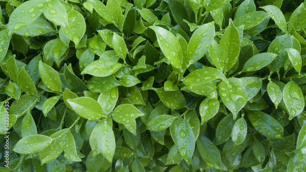 Green leaves for background Green leaves for background