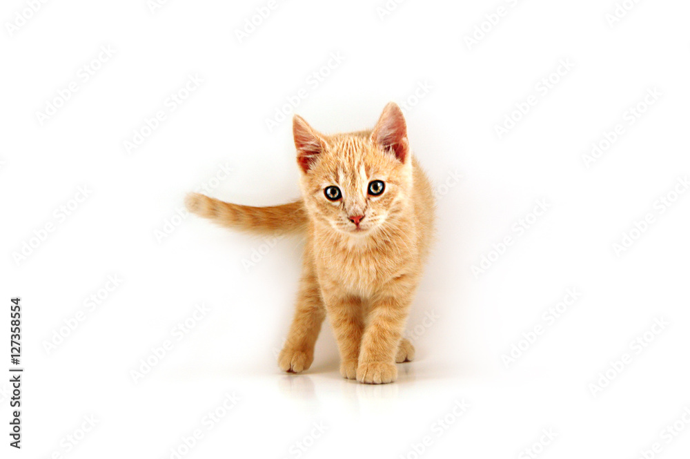 ginger-kitten01 ginger-kitten01