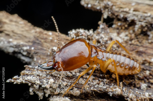 termite