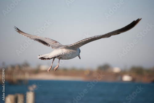 Flying Seagull