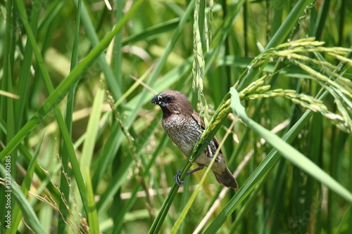 Scaly-breasted Munia Bird On the Rice Plant
