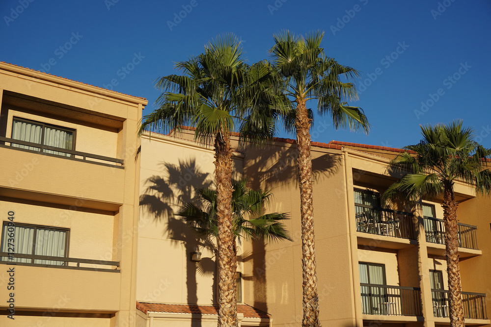 palm tree and hotel building in sunny day