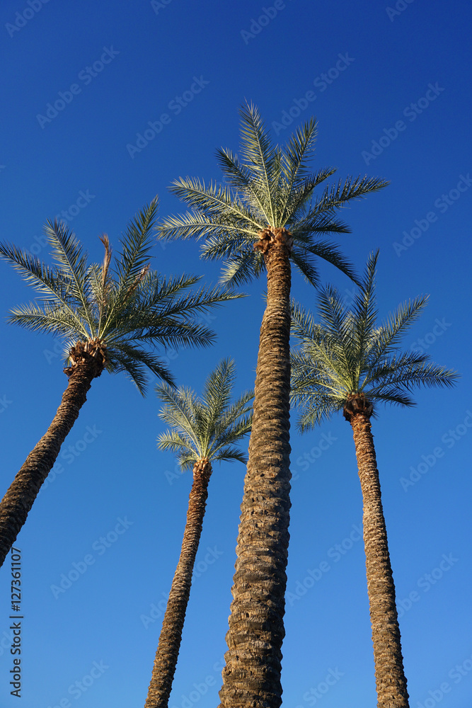 Naklejka premium low angle view of palm tree in the morning sunlight