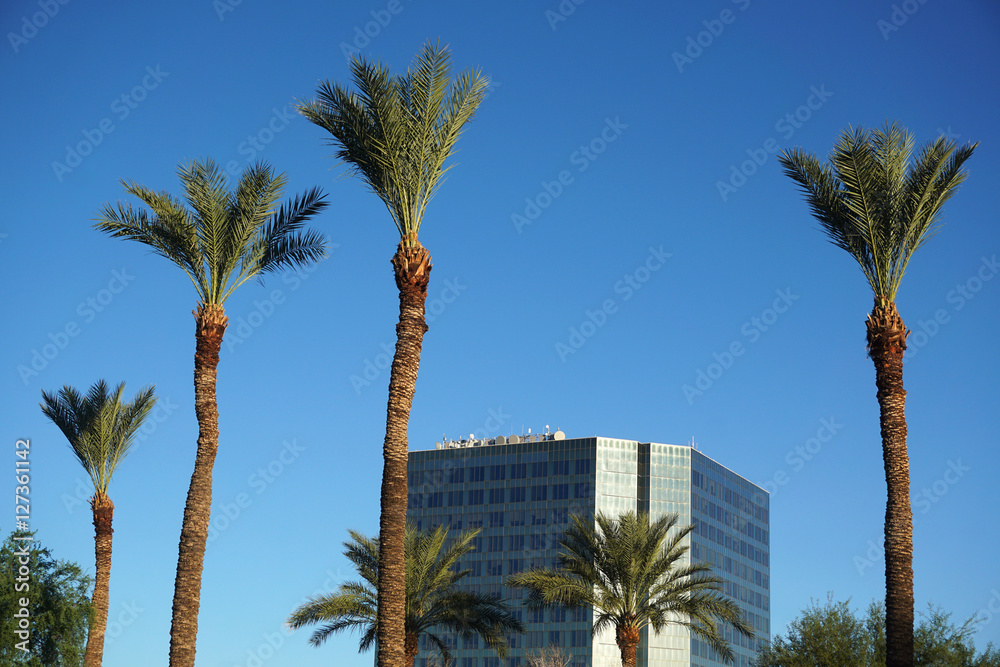 palm tree and office building in sunlight palm tree and office building in sunlight