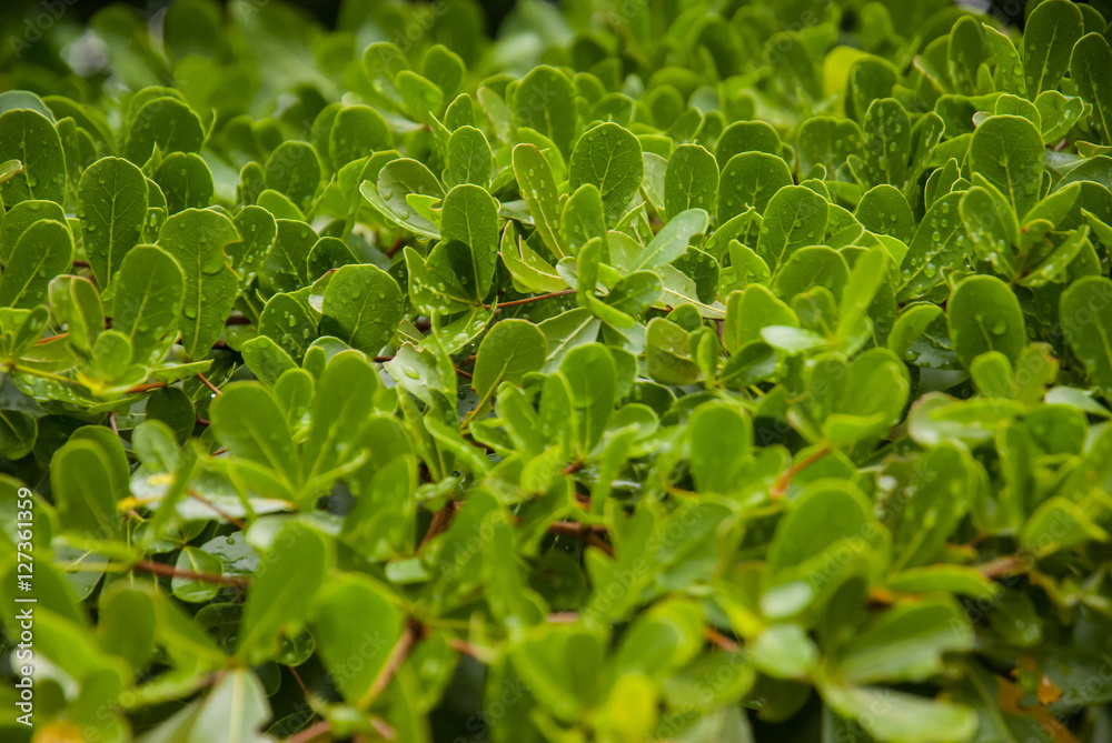 Fototapeta premium Rain drops on fresh green leaves.
