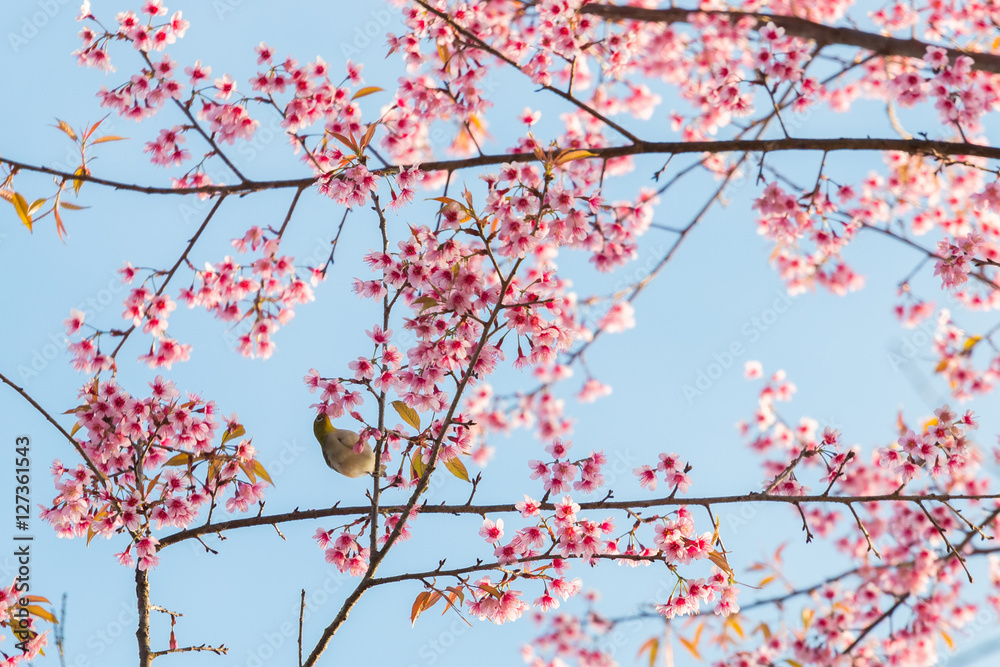 beautiful bird on Cherry blossom flower or Himalayan Cherry flow