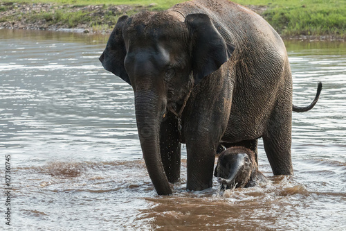 Mother and baby elephant bathing in the river.