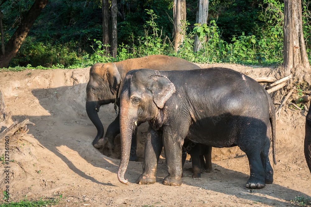 Fototapeta premium Elephants large dust are playing for fun.