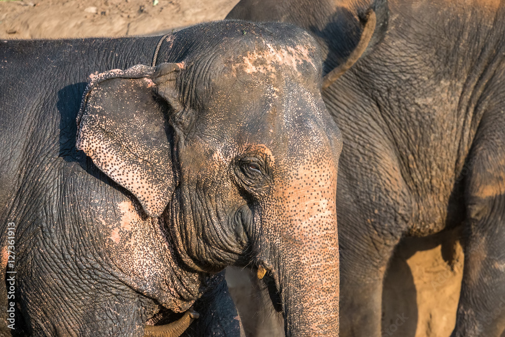 Fototapeta premium Elephants, take a close-up of an elephant's head.