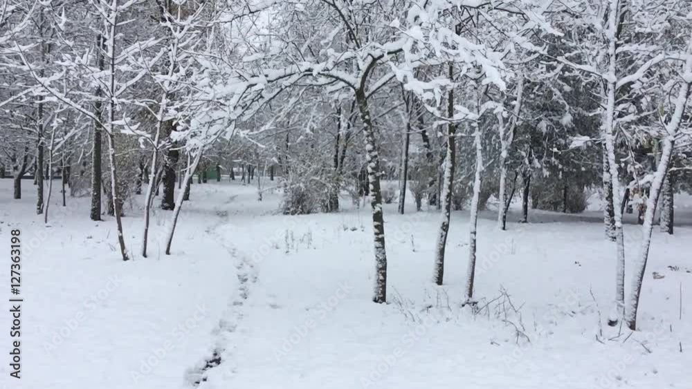 Snow falls from the branches of the trees park, slow motion Snow falls from the branches of the trees park, slow motion