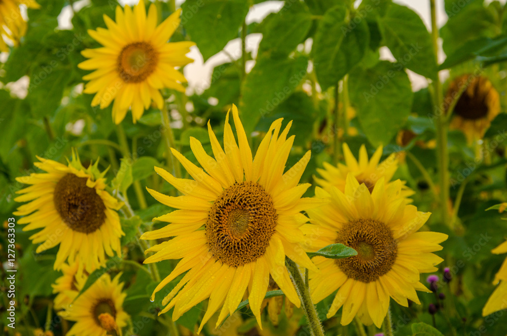 nice and warm in summer field with blooming sunflower blossoms nice and warm in summer field with blooming sunflower blossoms