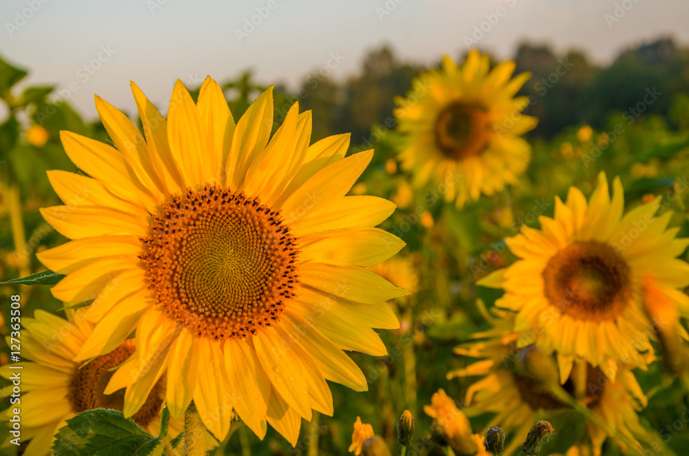 nice and warm in summer field with blooming sunflower blossoms