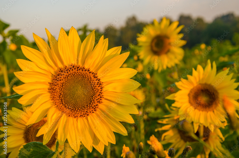 nice and warm in summer field with blooming sunflower blossoms nice and warm in summer field with blooming sunflower blossoms