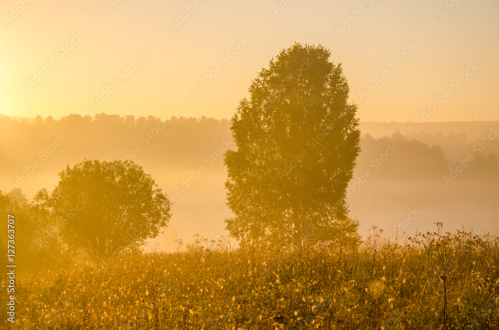 Fototapeta premium thick morning fog in the summer forest