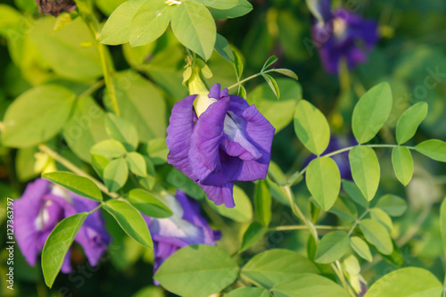 butterfly pea flower