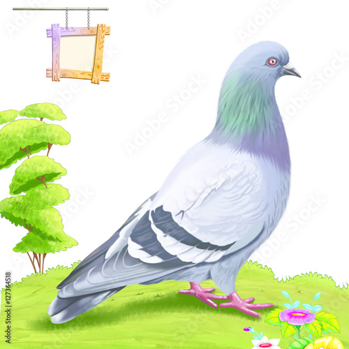 Pigeon
