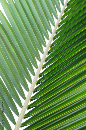 Leaves coconut closeup for background