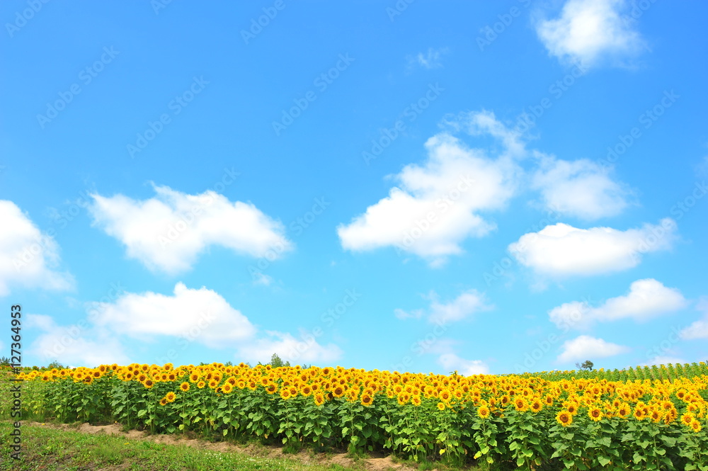 Sunflower Fields in Japan