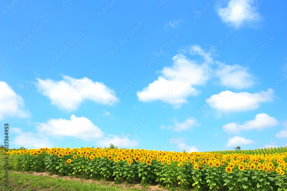 Obraz premium Sunflower Fields in Japan