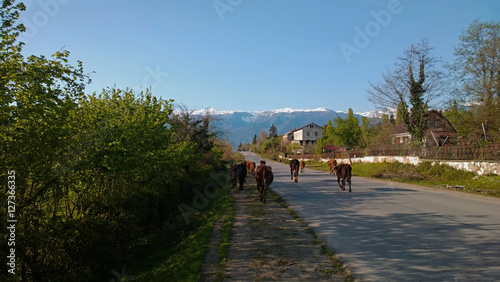 Cows are on paved road in Abkhazia