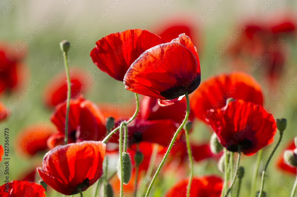 Naklejka premium Mohnblumen - Kornblumen - Sommerzeit