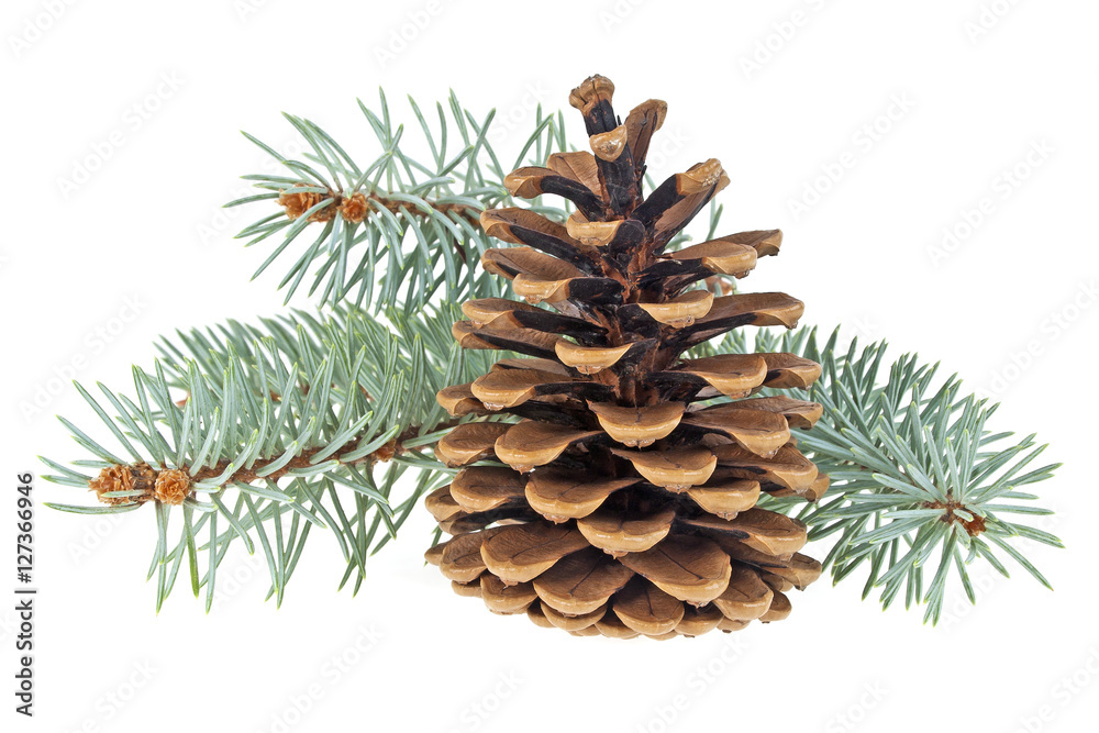 Blue spruce twig with cone isolated on a white background. Chris Blue spruce twig with cone isolated on a white background. Chris