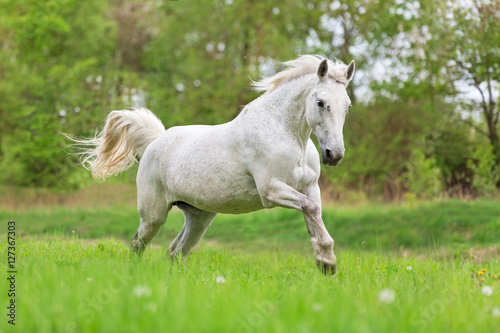 Beautiful white running horse.