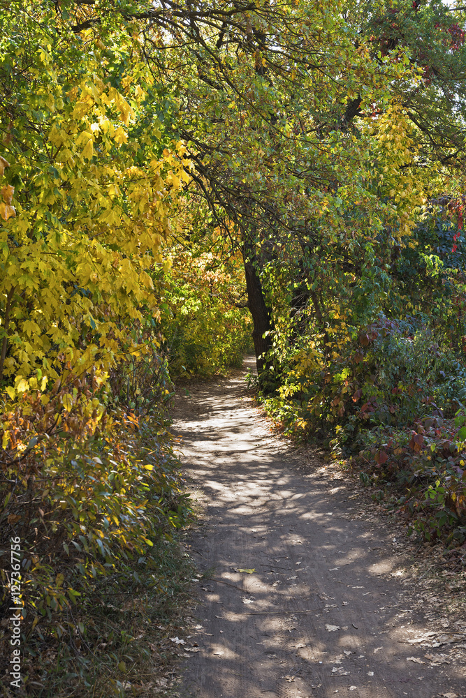 Footpath in autumn forest