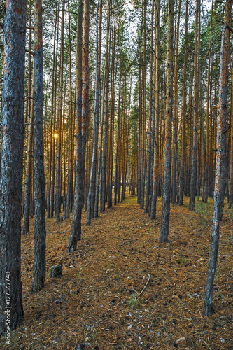 Fototapeta Naklejka Na Ścianę i Meble -  Pine Forest in the autumn