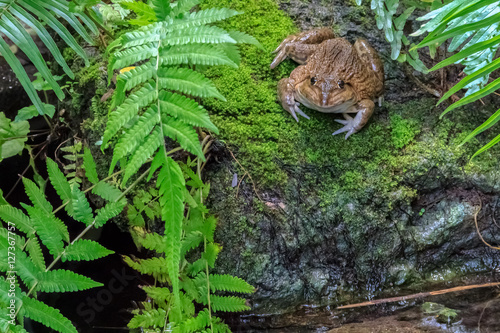 Common Toad in Natural Swamp © neofile