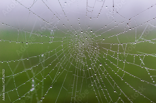 Spider Web © Steve