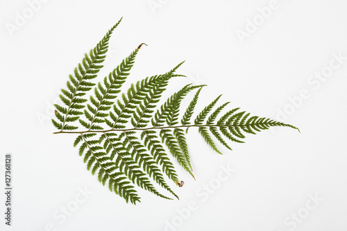 fern herbarium on white photo
