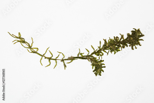 Elodea waterweed herbarium on white photo