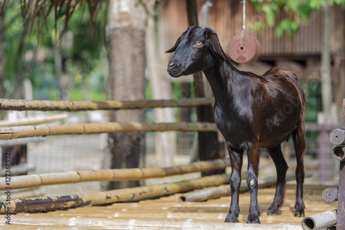 Portrait of a young black goat.