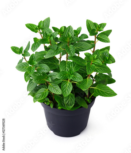 Fresh mint plant in a black pot