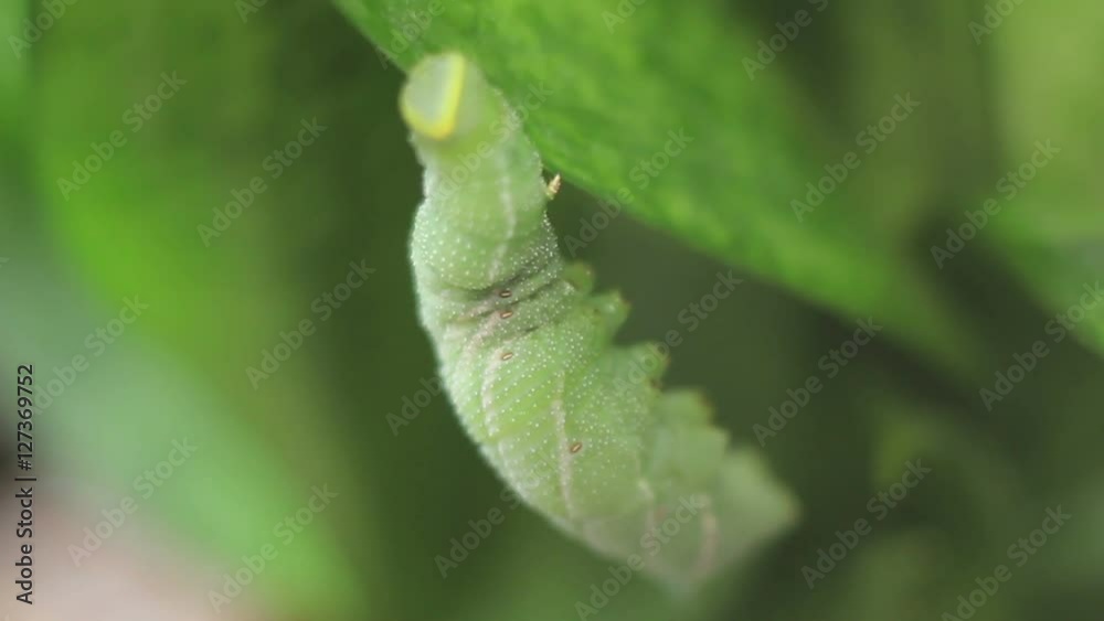 Funny Green Caterpillar Hanging on a Plant Funny Green Caterpillar Hanging on a Plant