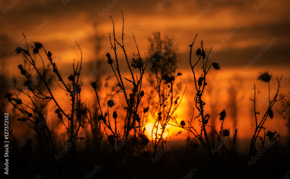 Obraz premium Plant silhouette in the nature