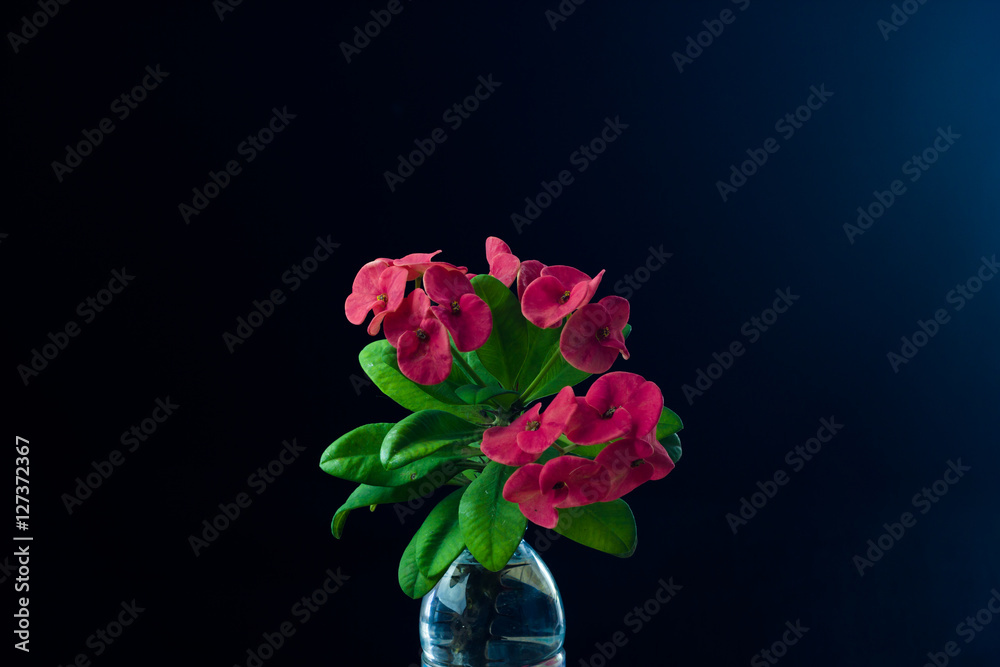 Fototapeta premium Euphorbia milli dark blue background