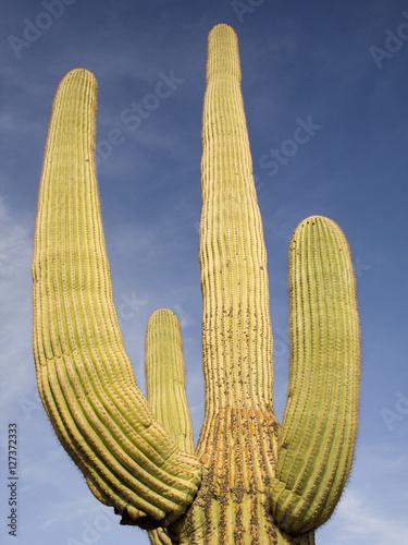 Saguaro Cactus, Sky, Clouds - Saguaro national Park, AZ USA