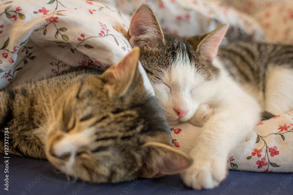 Two snuggling kittens, gray and white, sleeping in bed under floral patterned quilt.