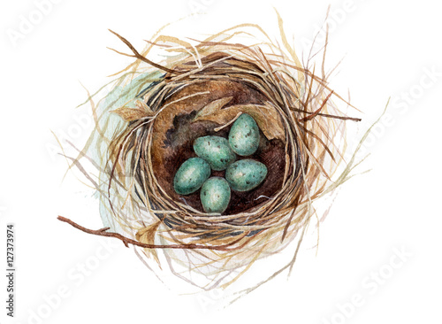 Hand painted watercolor thrush's nest with eggs isolated on white. Aquarelle nature illustration.