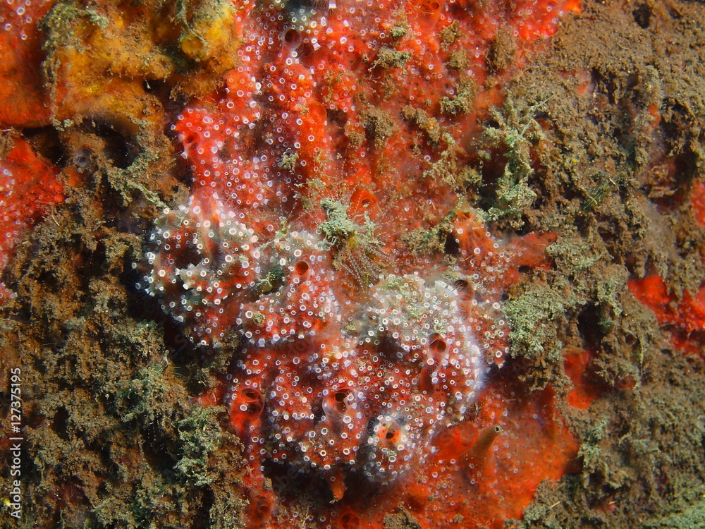 Demosponge Demosponge